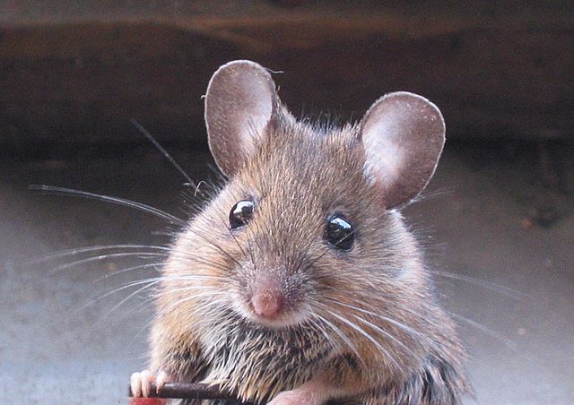 Araştırma fare çalışmasında yaygın tatlandırıcı ile kaygıyı ilişkilendiriyor